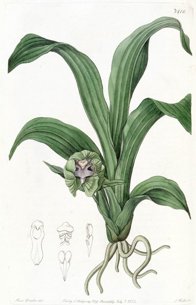 البابستيا الخضراء (syn. Cattleya green) بواسطة ملكة جمال دريك